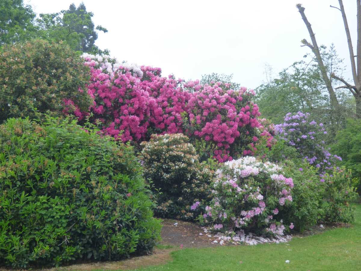 Pink bushes at Cannon Hill Park (June 2021)